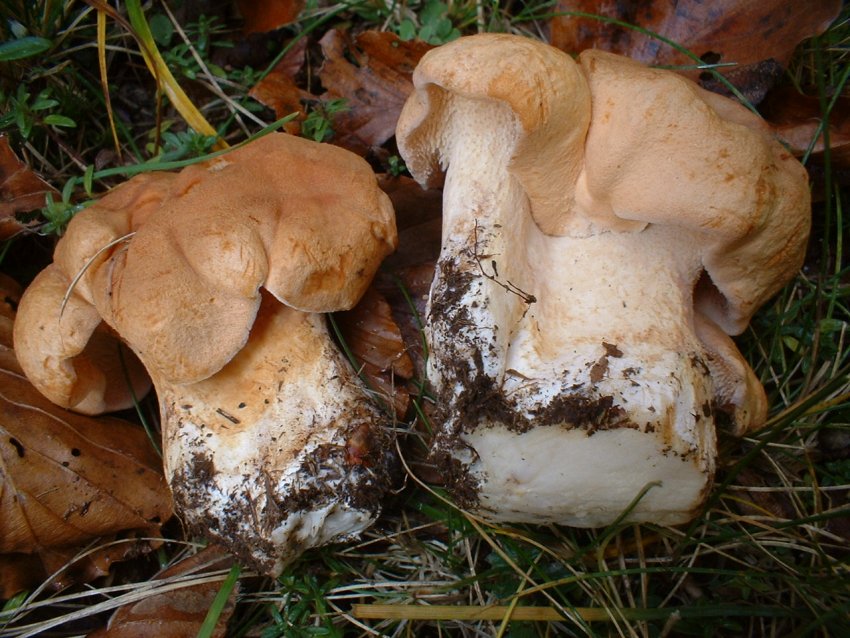 Hydnum repandum s.l.